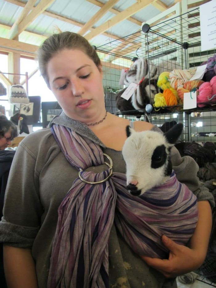 Baby Goat