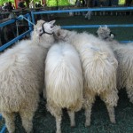 Sheep Friends