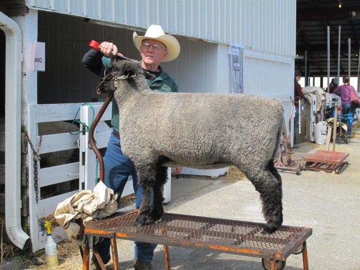 Sheep Grooming