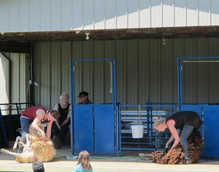 More Sheep Shearing