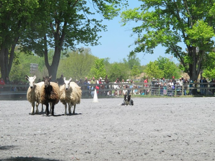 Sheepdog Demo