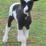 Baby Sheep