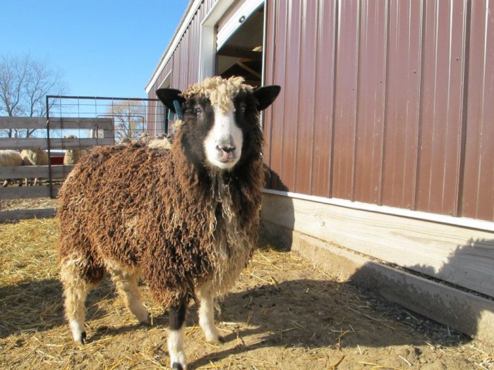 Sheep at Susan's Fiber Shop