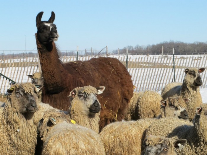 Visiting sheep...and one confused llama